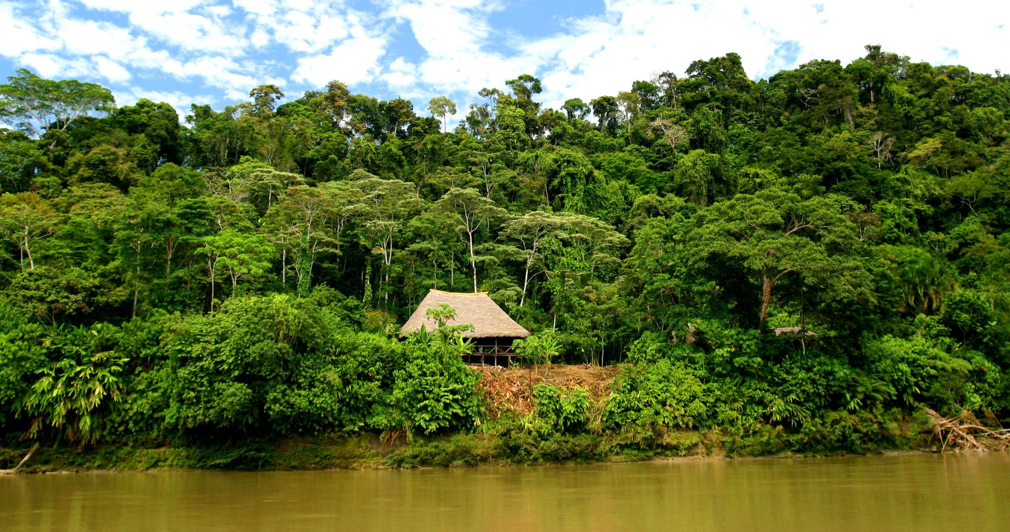 forêt tropicale sur la rivière Napo (Équateur)