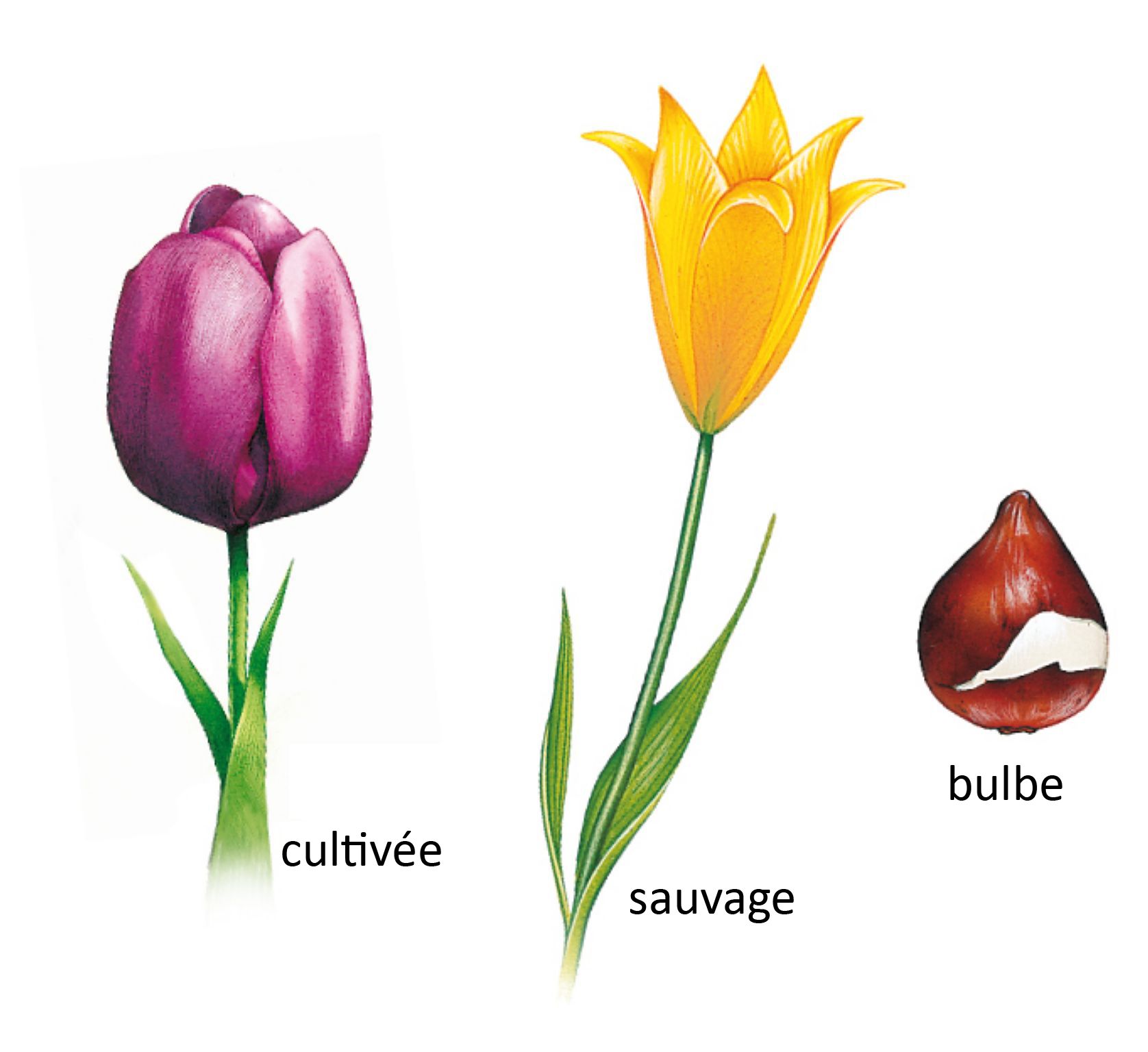 différentes tulipes